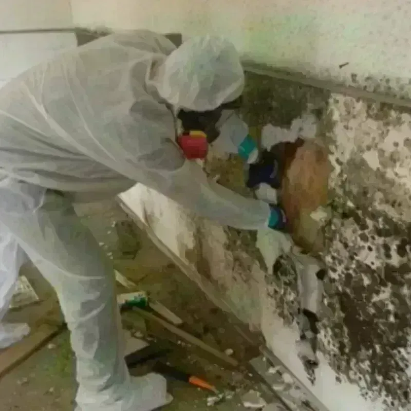 Mold Remediation and Removal in Mission Viejo, CA